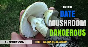 Mushroom Safety: Are Expired Mushrooms a Danger?