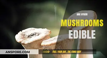 Are Oyster Mushrooms Edible? A Guide to Safe Consumption