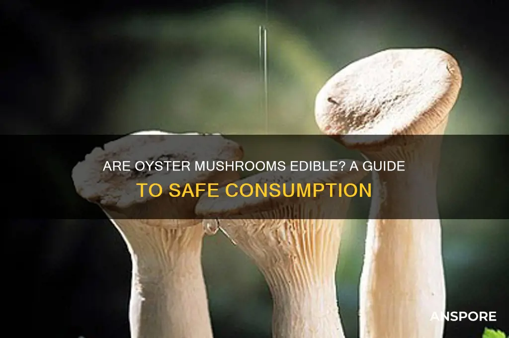 are oyser mushrooms edible