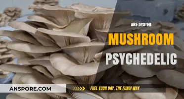 Psychedelic Oyster Mushrooms: A Trippy Treat?