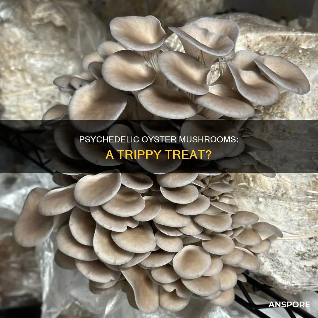 are oyster mushroom psychedelic