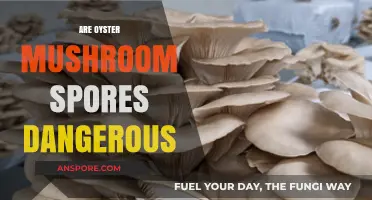 Mushroom Growers, Are Oyster Spores Safe?