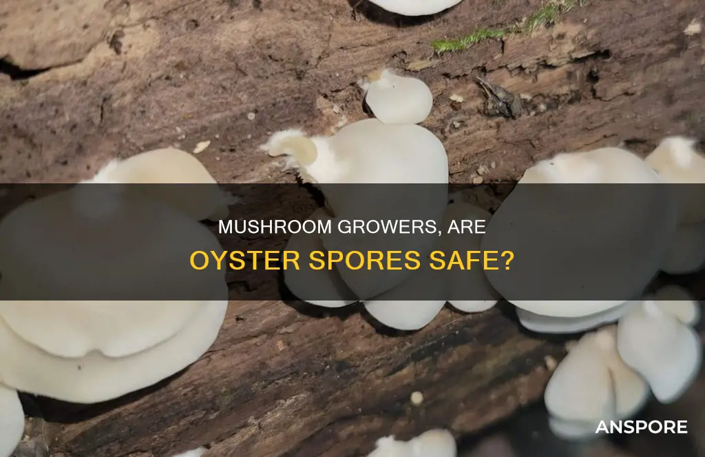 are oyster mushroom spores dangerous
