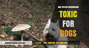 Are Oyster Mushrooms Safe for Dogs to Eat?