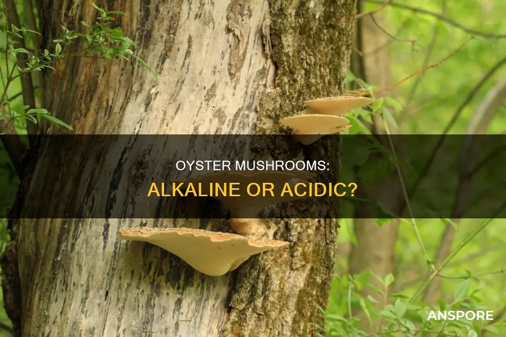 are oyster mushrooms alkaline