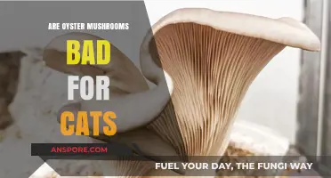 Are Oyster Mushrooms Safe for Cats? Risks and Precautions Explained