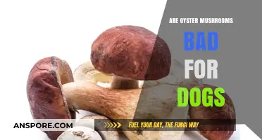 Can Dogs Eat Oyster Mushrooms? Safety and Risks Explained
