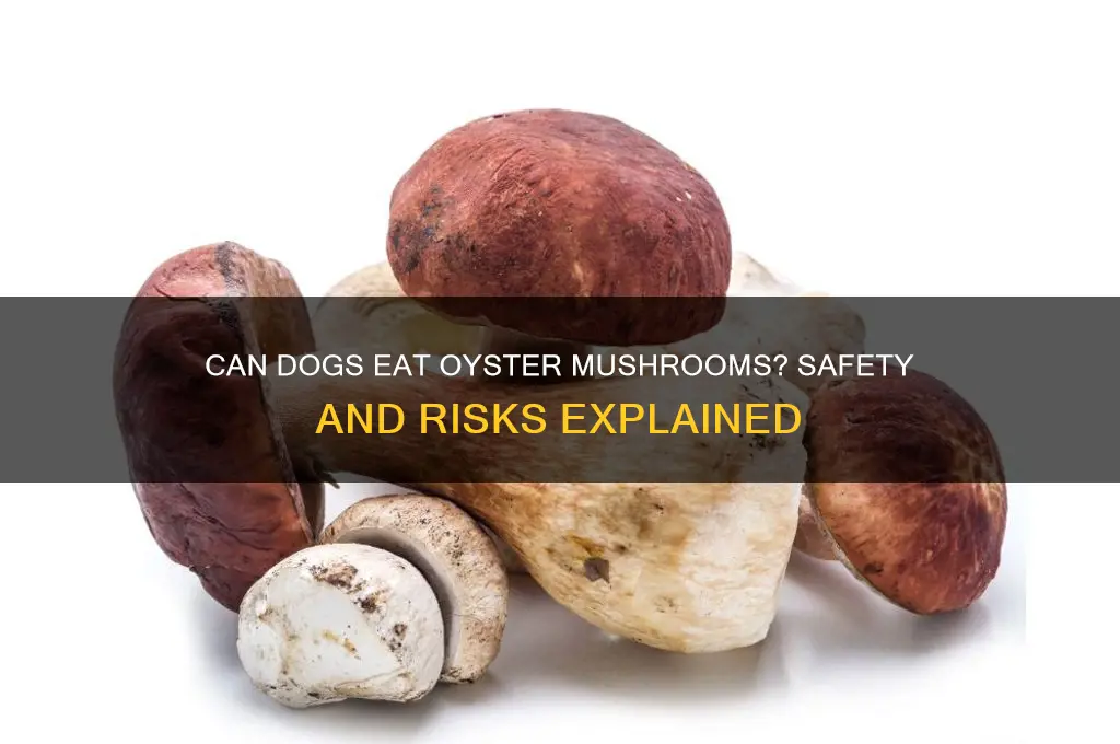 are oyster mushrooms bad for dogs