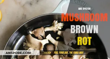 Oyster Mushrooms: Brown Rot or White Delicacy?