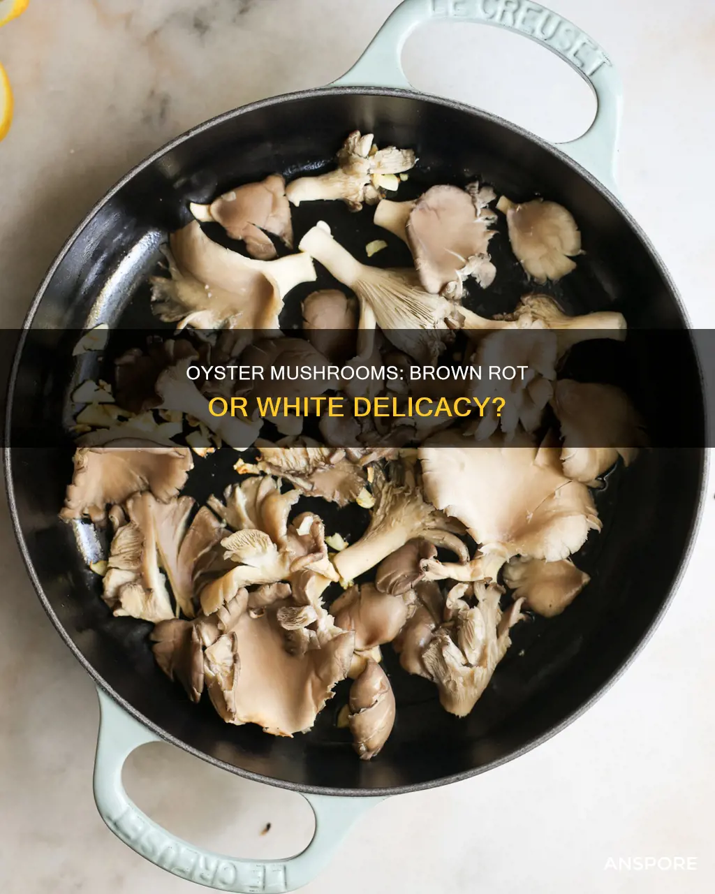 are oyster mushrooms brown rot