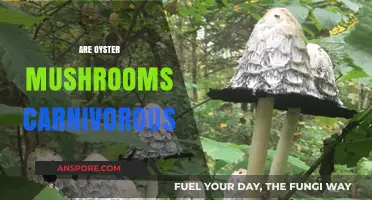 Mushroom Mystery: Oyster Mushrooms and Meat