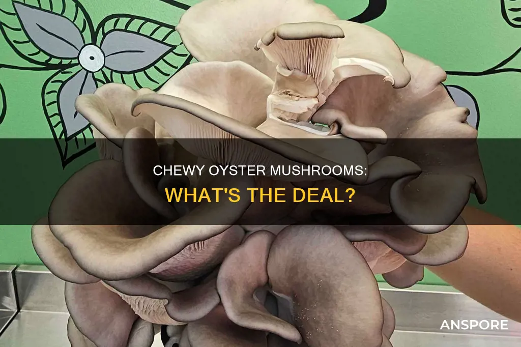 are oyster mushrooms chewy
