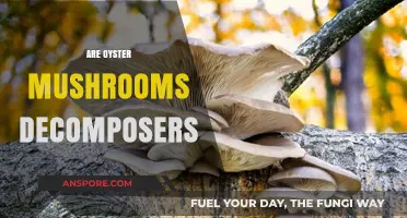 Mushroom Decomposers: The Oyster's Role in Nature's Cycle