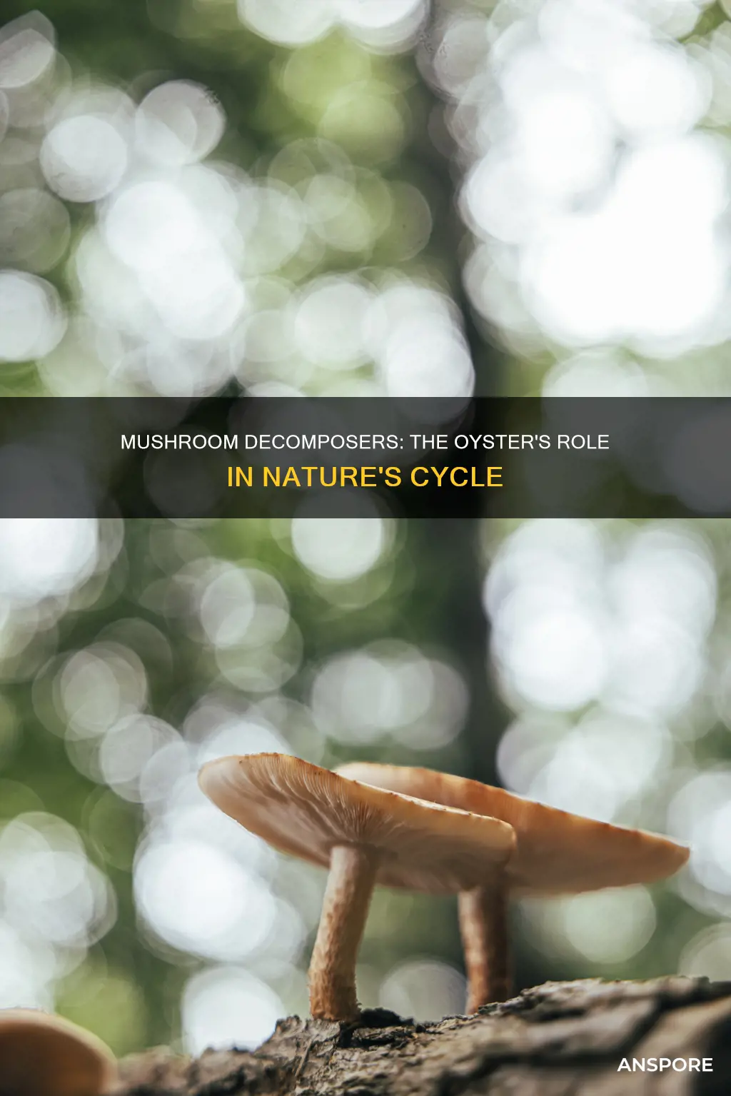 are oyster mushrooms decomposers
