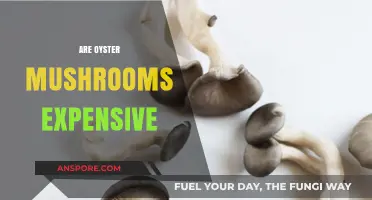 Oyster Mushrooms: Are They Worth the Price?