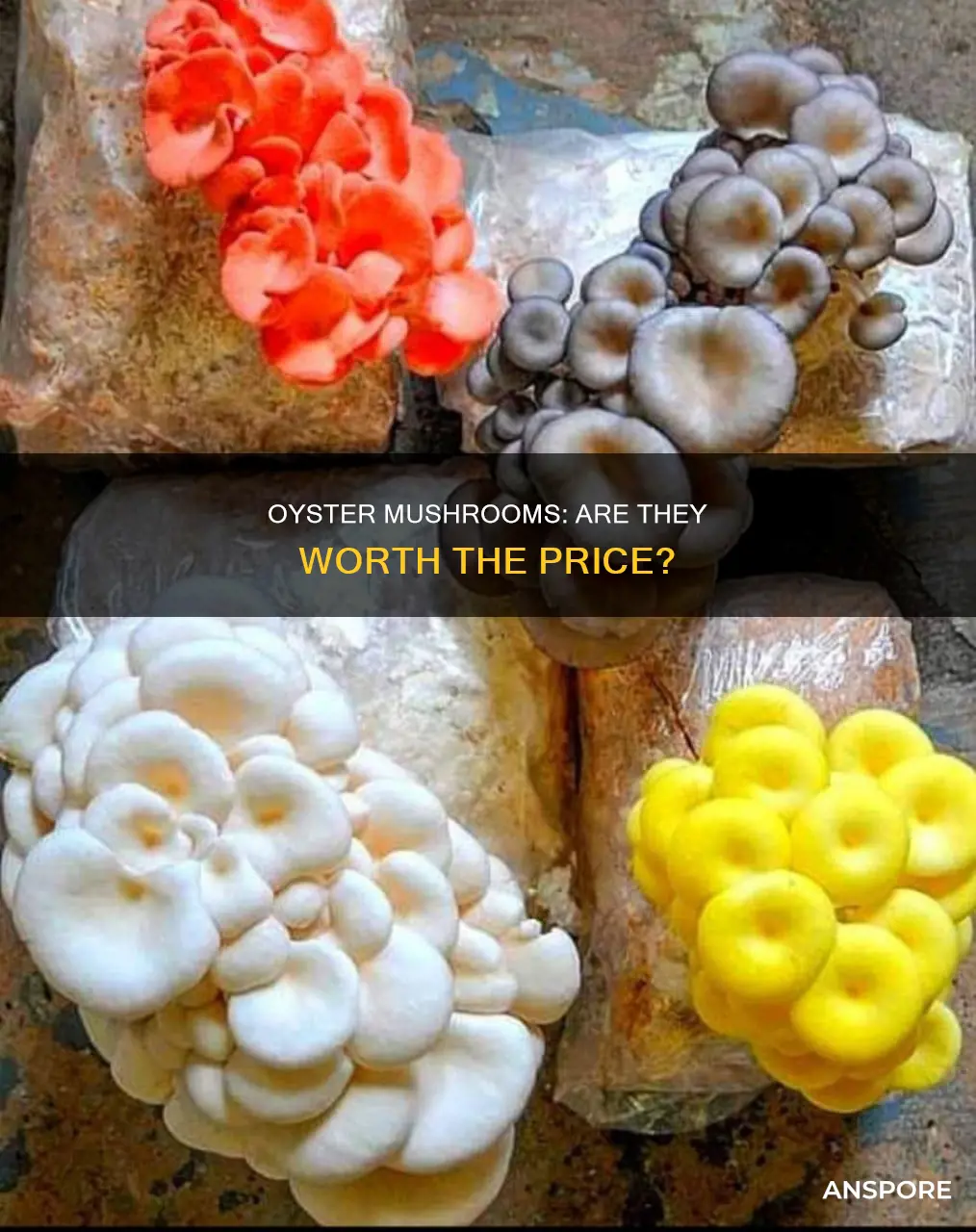 are oyster mushrooms expensive
