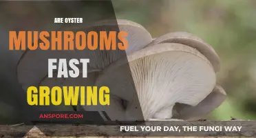 How Quickly Do Oyster Mushrooms Grow? A Comprehensive Guide
