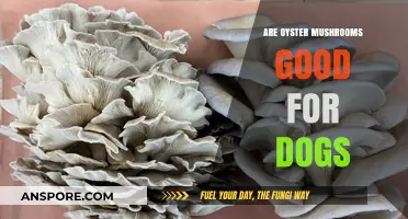 Can Dogs Eat Oyster Mushrooms? Safety and Benefits Explained
