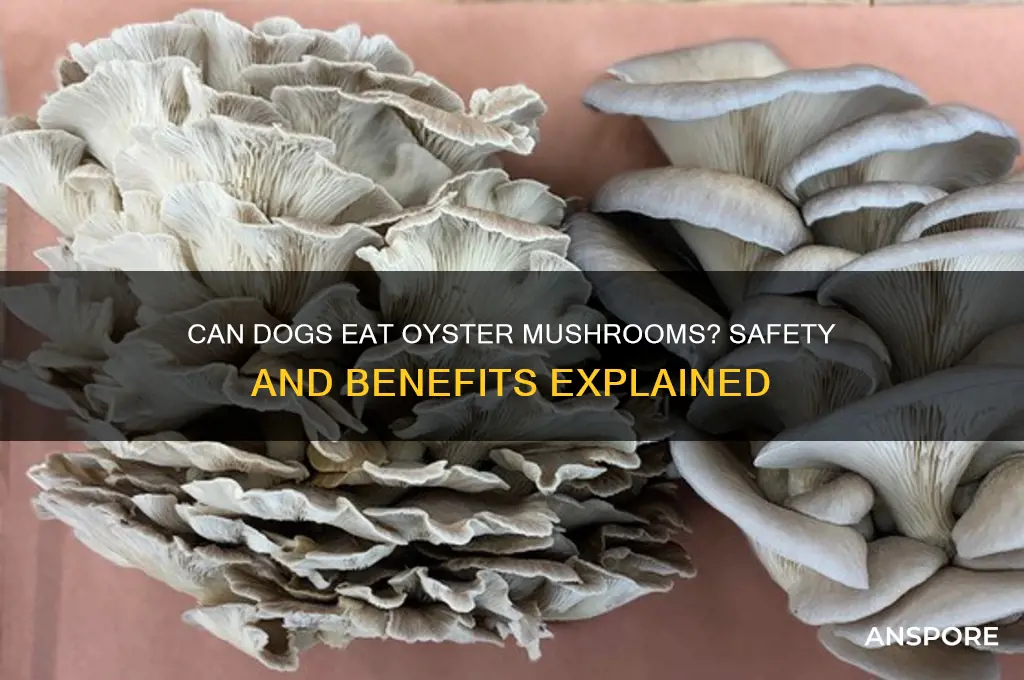 are oyster mushrooms good for dogs