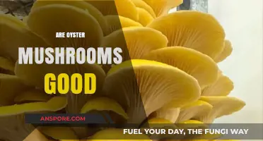 Are Oyster Mushrooms Good? Health Benefits and Culinary Uses Explained