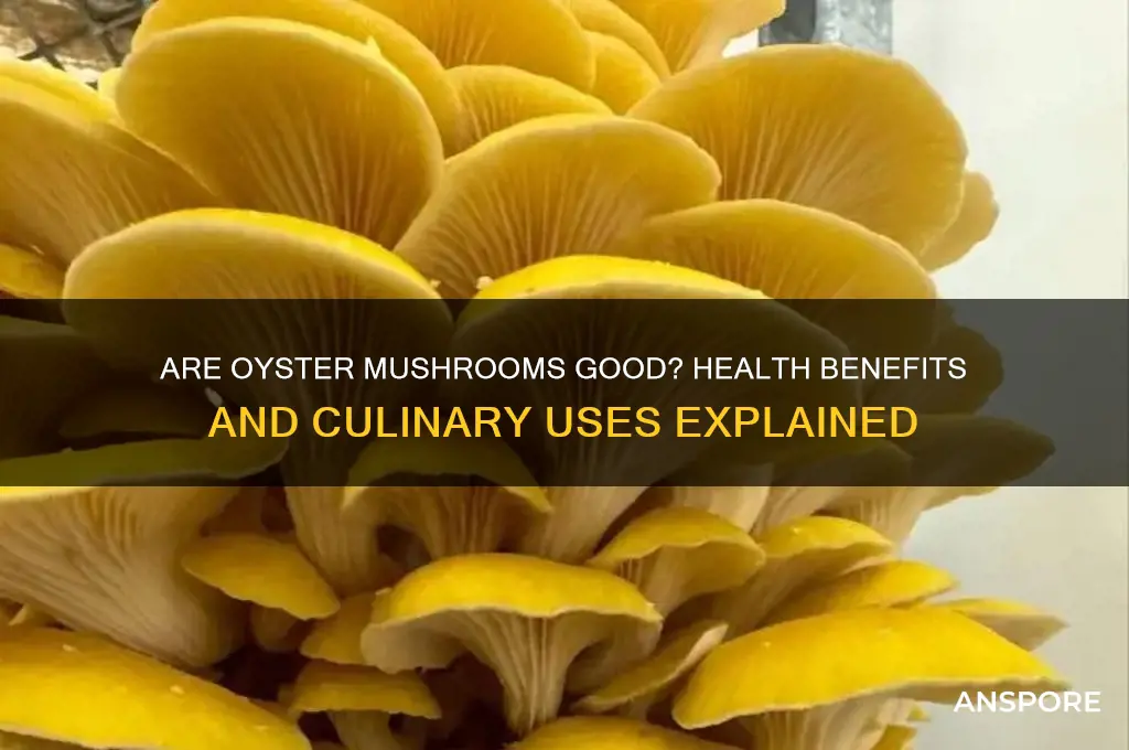 are oyster mushrooms good