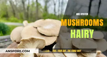 Oyster Mushrooms: Hairy or Smooth?