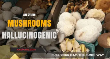 Oyster Mushrooms: Hallucinogenic or Not?
