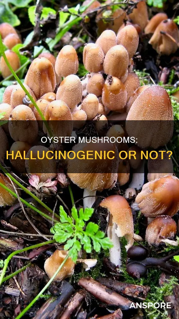 are oyster mushrooms hallucinogenic