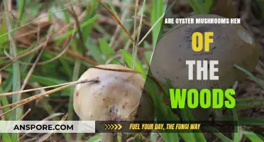 Oyster Mushrooms: Hen of the Woods?