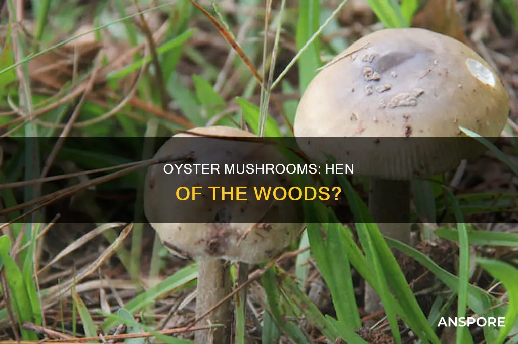 are oyster mushrooms hen of the woods
