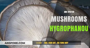 Oyster Mushrooms: Are They Hygrophanous?