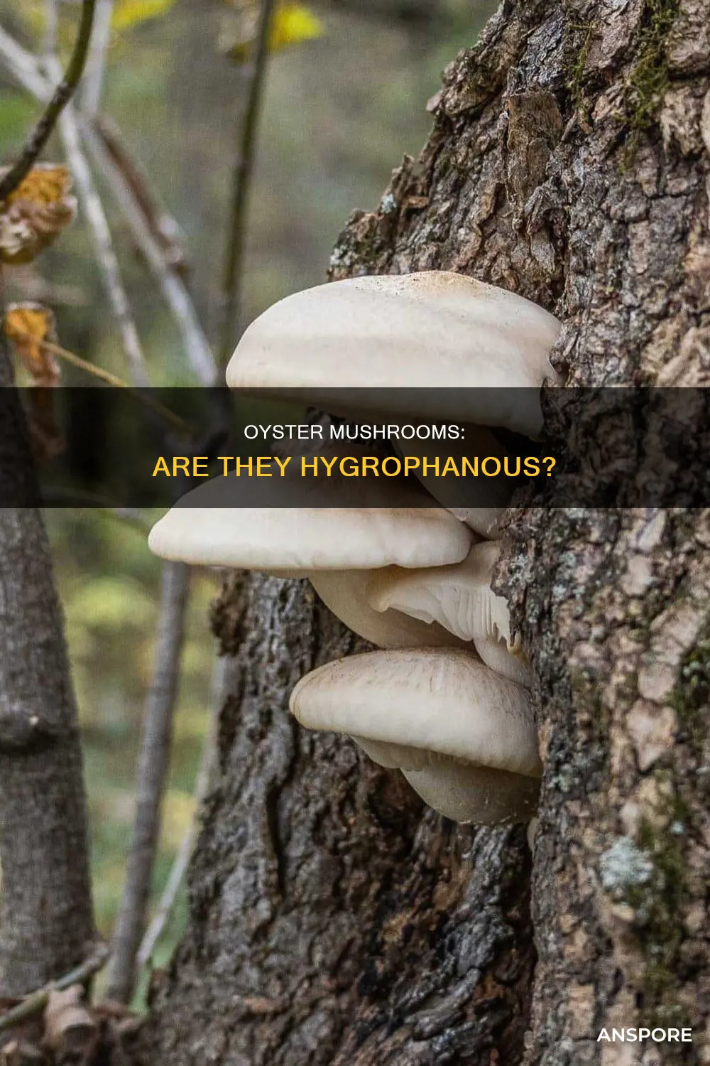 are oyster mushrooms hygrophanous