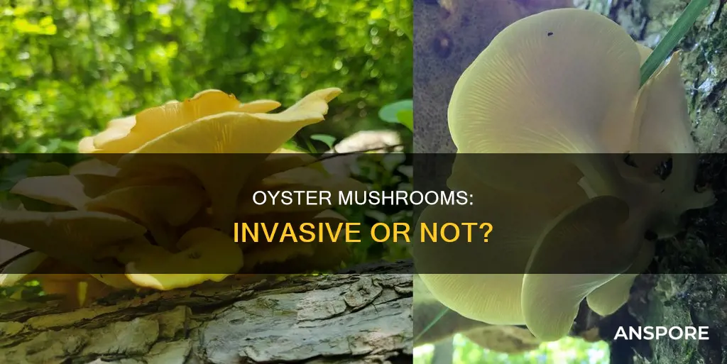 are oyster mushrooms invasive