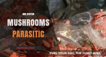 Oyster Mushrooms: Parasitic or Not?