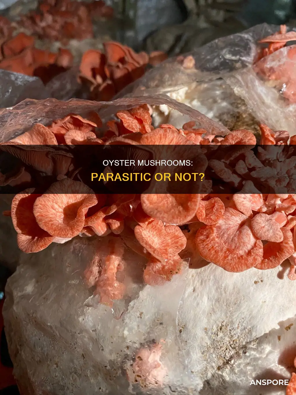 are oyster mushrooms parasitic