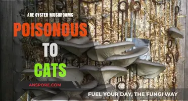 Are Oyster Mushrooms Safe for Cats? Risks and Facts Revealed
