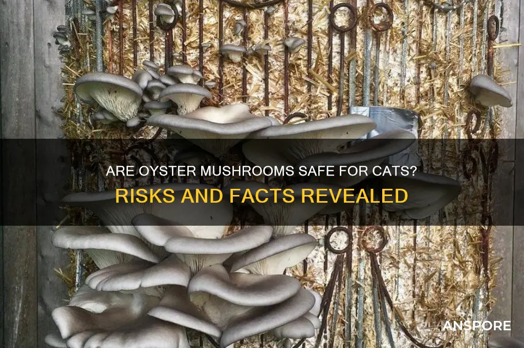 are oyster mushrooms poisonous to cats