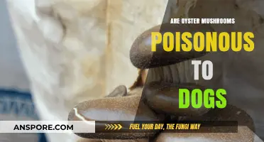 Are Oyster Mushrooms Safe for Dogs? Risks and Facts Revealed