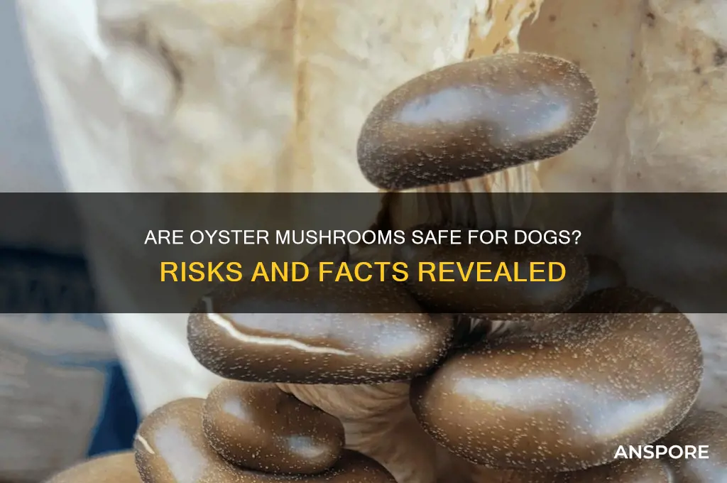 are oyster mushrooms poisonous to dogs