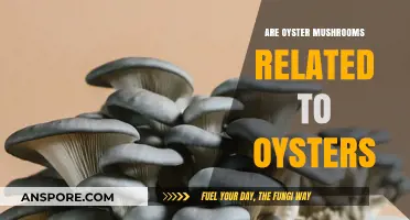 Oyster Mushrooms: Any Relation to Oysters?