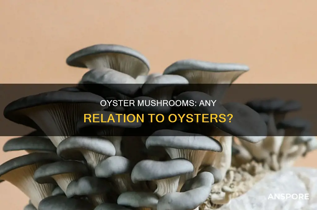 are oyster mushrooms related to oysters