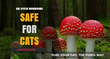 Oyster Mushrooms: Safe Treat or Toxic for Cats?