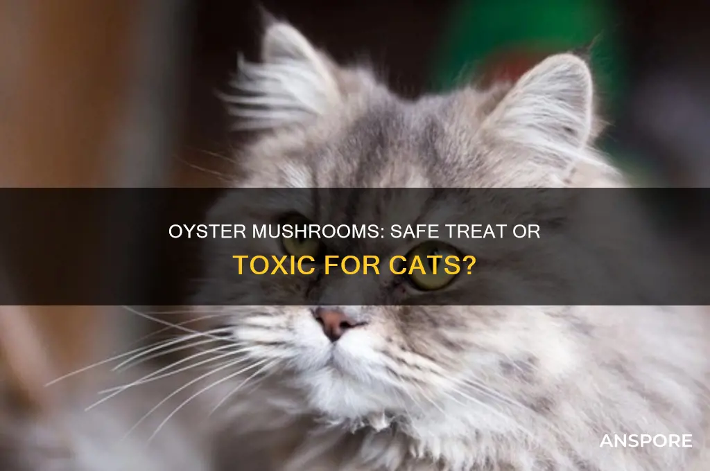 are oyster mushrooms safe for cats