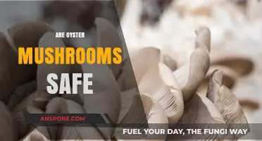 Oyster Mushrooms: Are They Safe to Eat?
