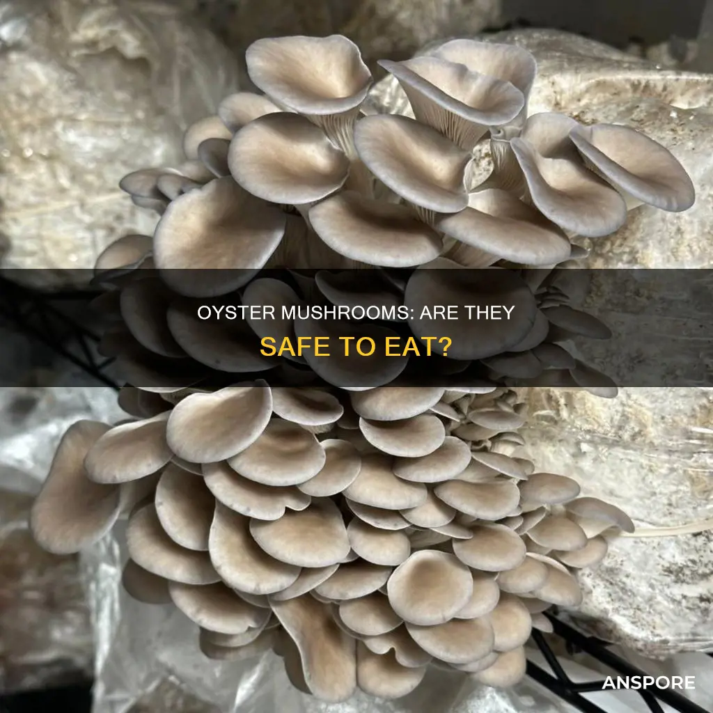 are oyster mushrooms safe