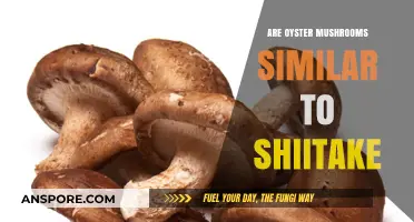 Oyster vs Shiitake Mushrooms: What's the Difference?