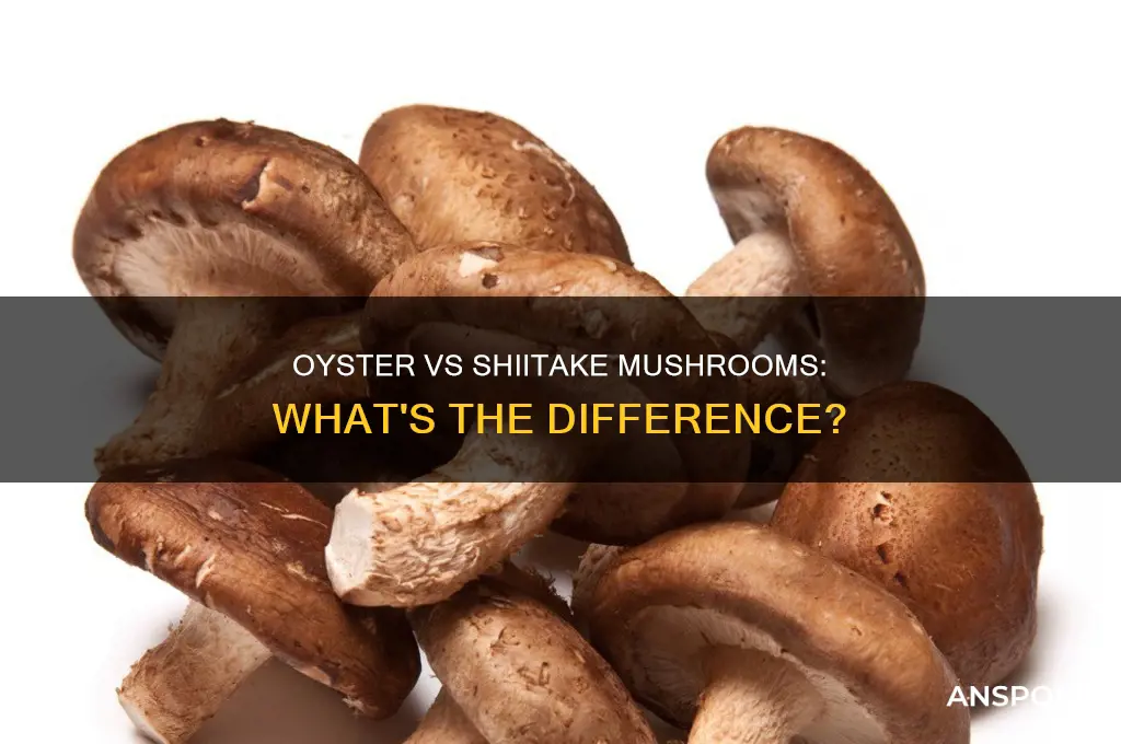 are oyster mushrooms similar to shiitake