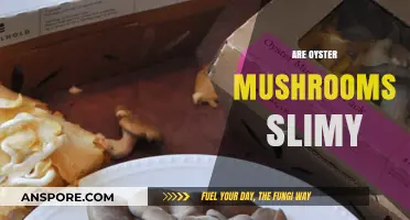 Oyster Mushrooms: Slimy or Not?