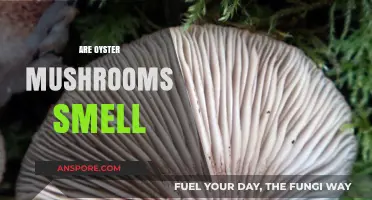 Oyster Mushrooms: A Fragrant Delicacy