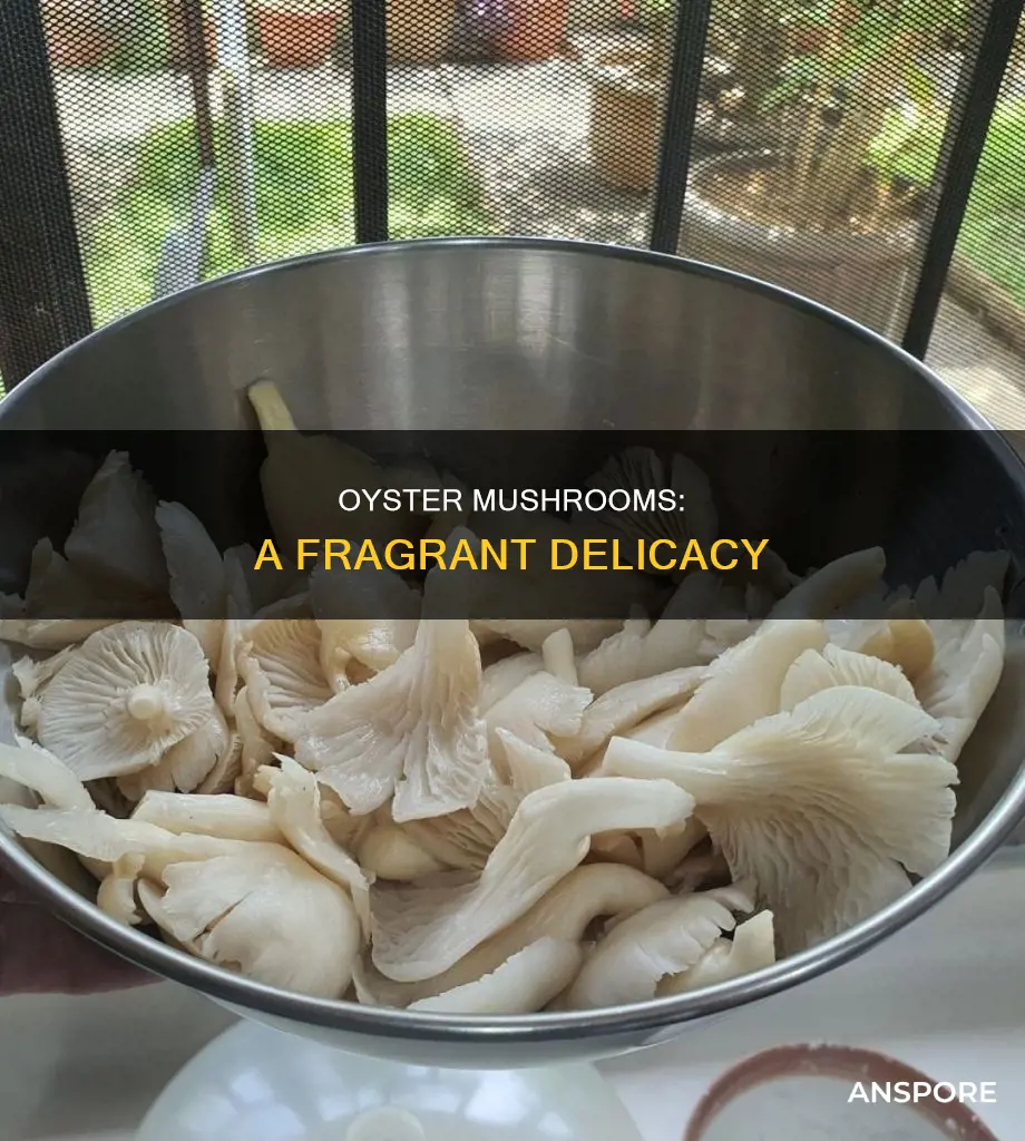 are oyster mushrooms smell